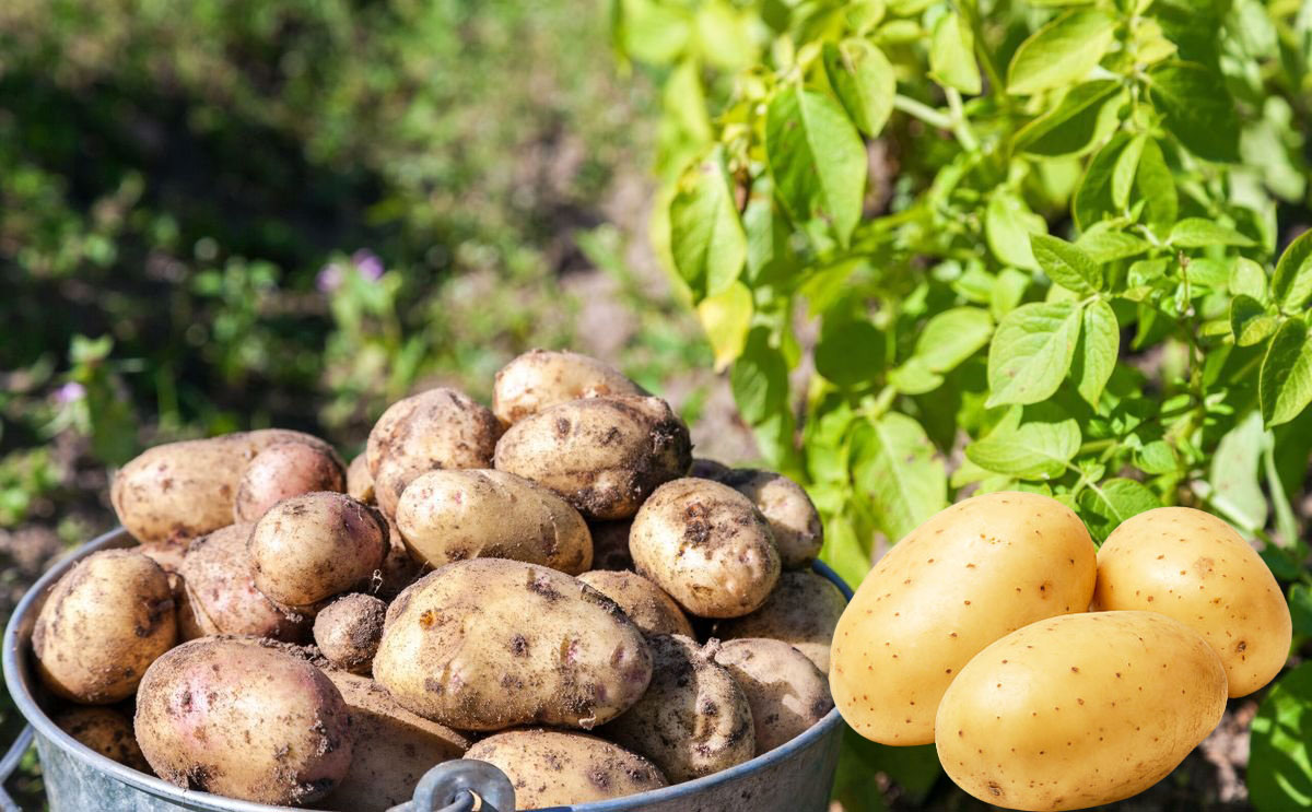 Pakistan produced 7,937,000 tonnes of Potatoes during the last season