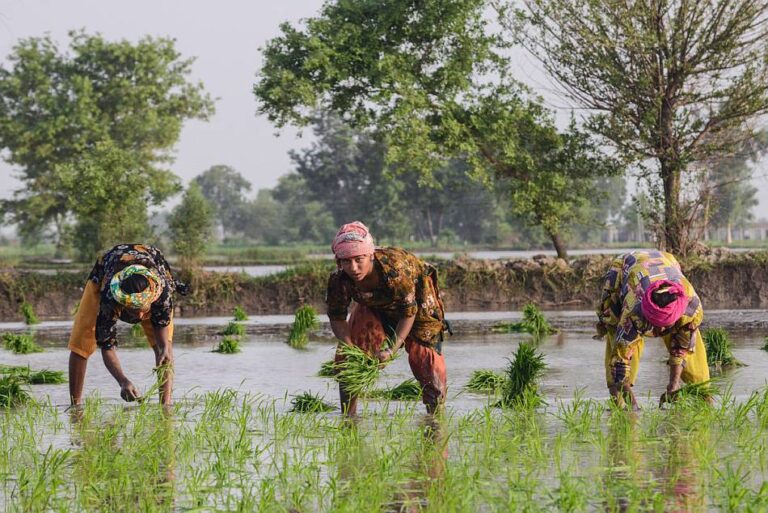 Pakistan Rice Production Govt to train 2800 farmers and workers through 47 different programmes ...