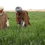 Syngenta and Kyoyu Agri Partner to Launch Novel Rice Herbicide Cyclopyranil in Asia